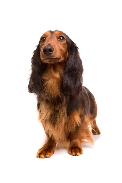 Teckel (dachshund) — Stock Photo, Image