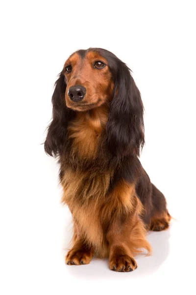 Teckel (dachshund) — Stock Photo, Image