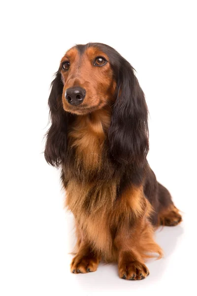 Teckel (dachshund) — Stock Photo, Image