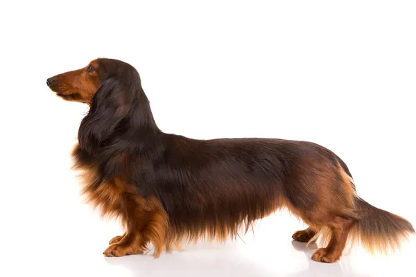 Teckel (dachshund) — Stok fotoğraf