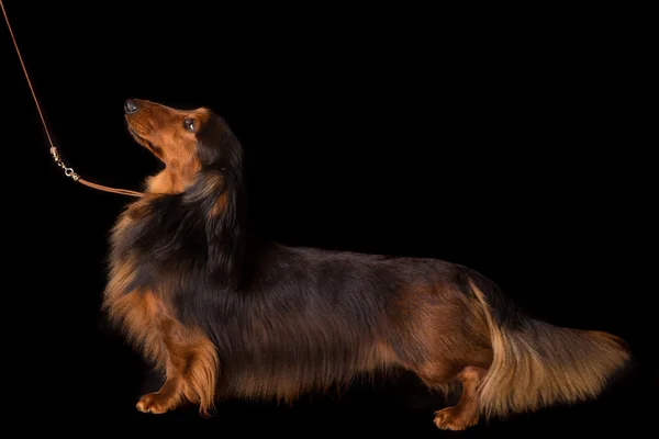 Teckel (dachshund) — Stok fotoğraf