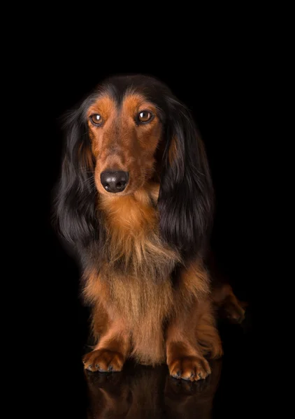 Teckel (dachshund) — Stok fotoğraf