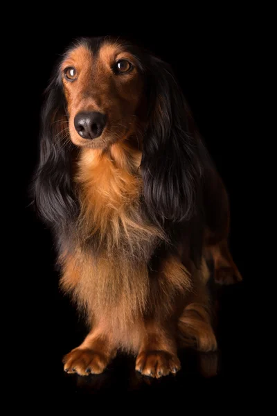 Teckel (dachshund) — Stock Photo, Image