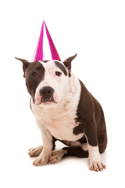 457 Pitbull Bebe Stock Photos Pitbull Bebe Images Depositphotos