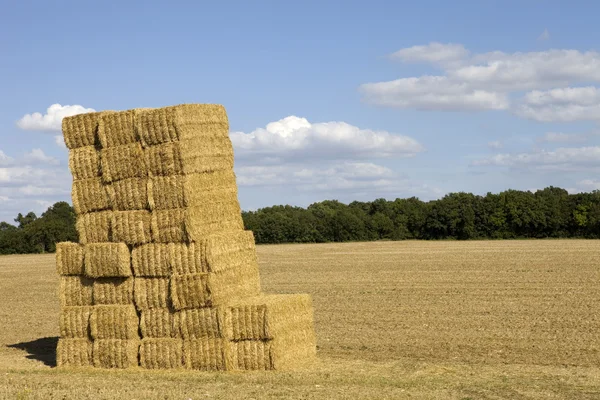 Dry hay — Stock Photo, Image