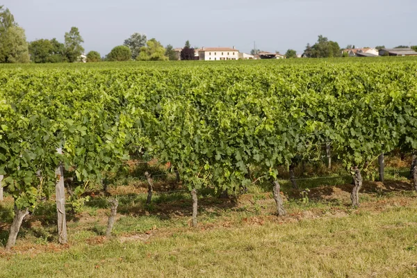 Viñedo — Foto de Stock