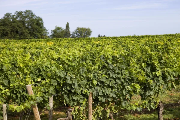 Viñedo — Foto de Stock