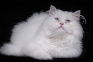 beyaz kedi