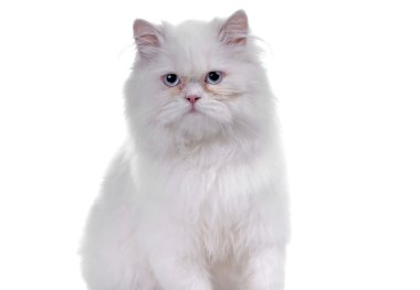 beyaz kedi