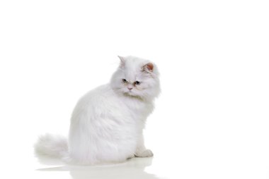 beyaz kedi