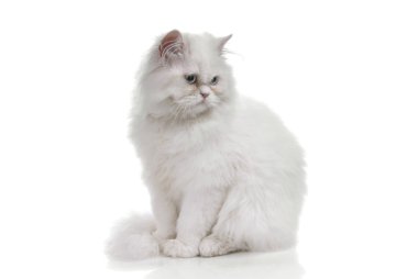beyaz kedi