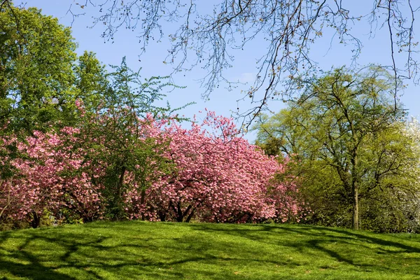 Hyde Park w Londyn, Uk — Zdjęcie stockowe