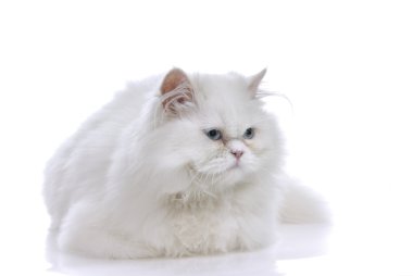 beyaz kedi