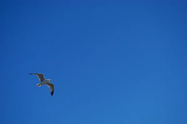 Seagull — Stock Photo, Image