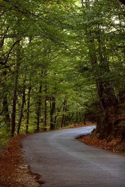 Caminho com árvores nos Açores, s miguel ilha — Fotografia de Stock