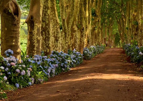 Path with tree on two side in azores — Stock Photo, Image