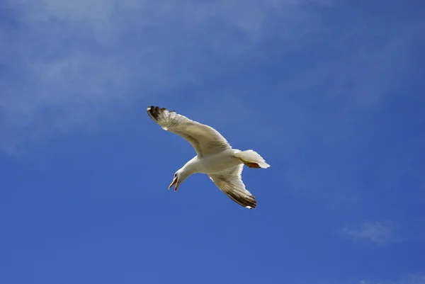 Giovane gabbiano volante — Foto Stock