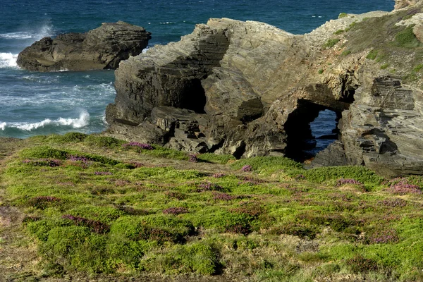 Vegetação na costa do norte da espanha — Fotografia de Stock