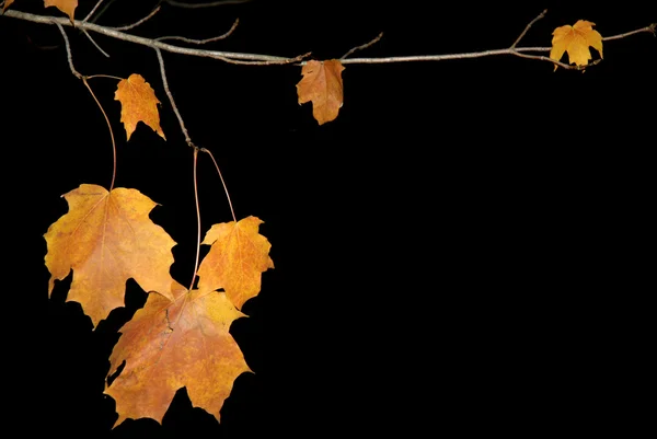 Einige orangefarbene Herbstblätter vor dunklem Hintergrund — Stockfoto