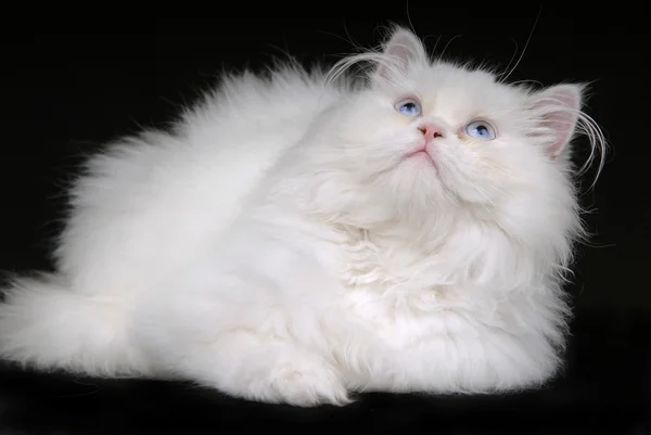 Jeune chaton blanc isolé sur fond noir — Photo