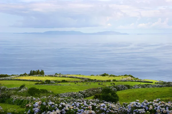 Ferme azores sur la côte — Photo