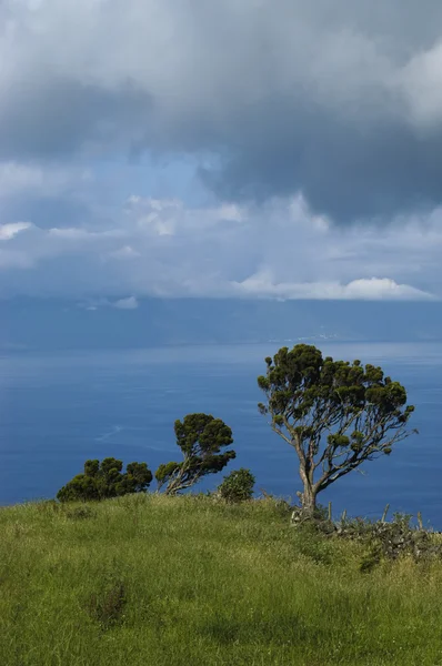Açores árvores costeiras — Fotografia de Stock