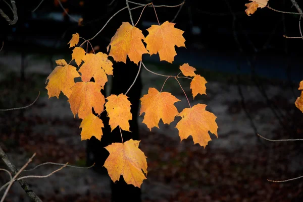 Některé oranžové podzimní listí v temnotě — Stock fotografie
