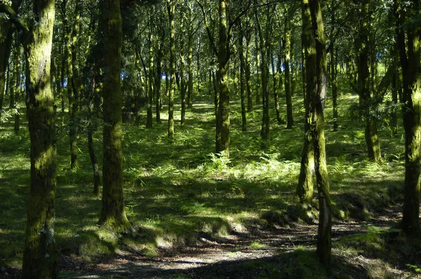 Skogen Detaljer — Stockfoto