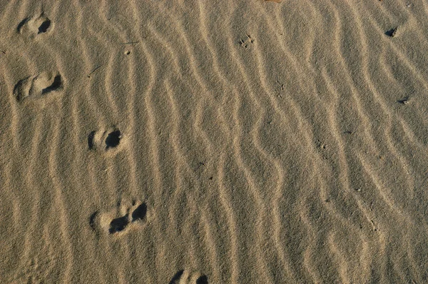 Çölde kum detay — Stok fotoğraf