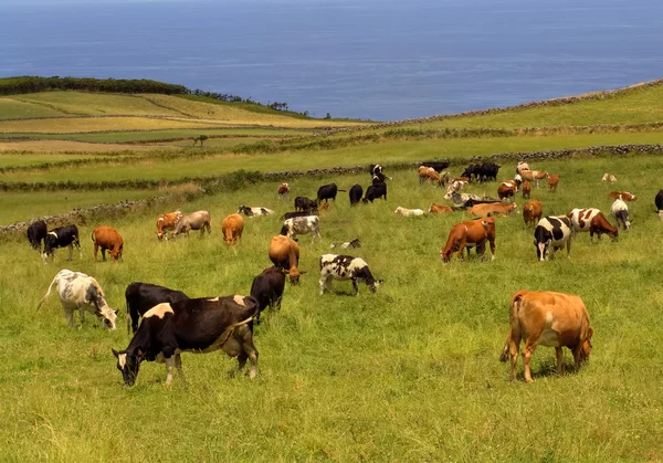 Фермерские коровы на Азорском острове Сан-Мигель — стоковое фото