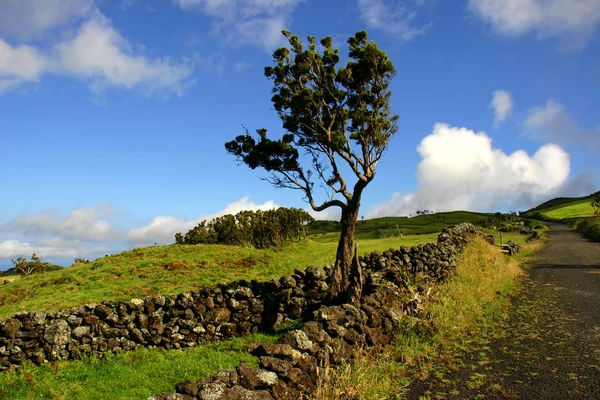 Azores vista típica de la isla de Sao Miguel — Foto de Stock