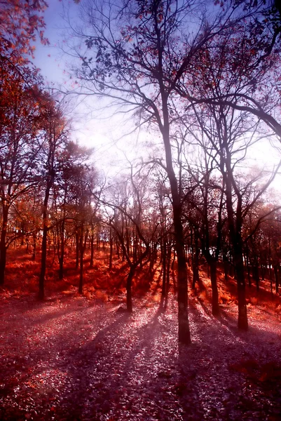 Sun light at the forest with blur in the trees — Stock Photo, Image