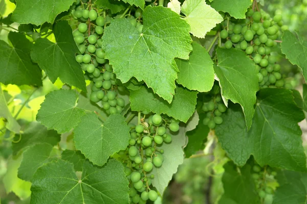 Detalles del viñedo de uvas — Foto de Stock