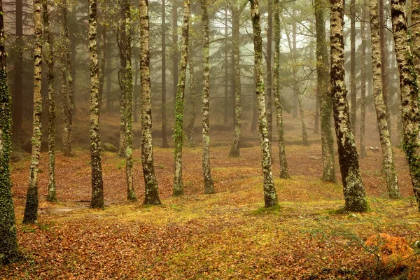 Niebla forestal en el parque nacional portugués — Foto de Stock