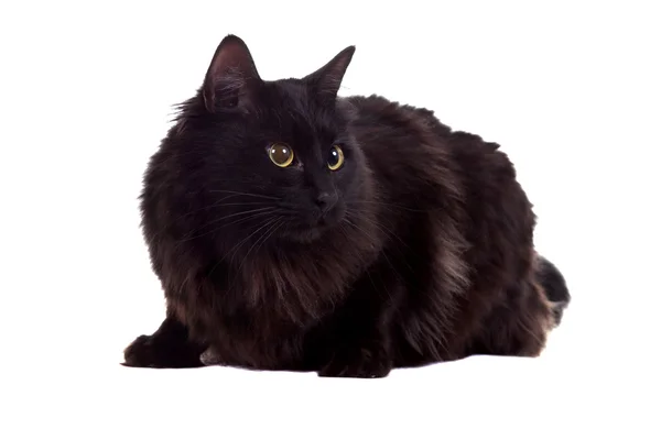 Black cat — Stock Photo, Image