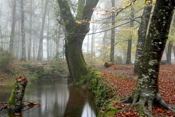 Liten flod i portugisiska national park — Stockfoto