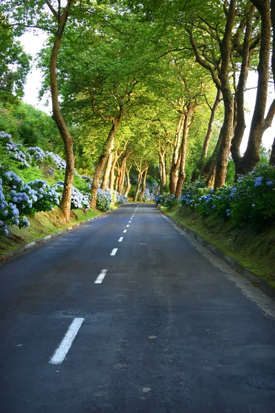 Weg in het bos — Stockfoto