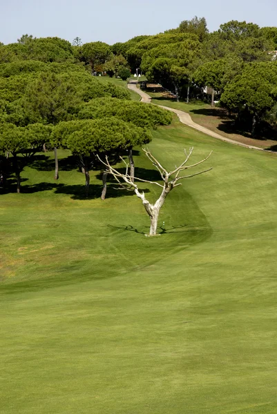 Campo de golf — Foto de Stock