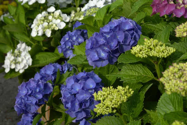 Hortensia — Stockfoto