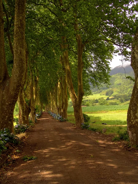 Path with tree on two side in azores — Stock Photo, Image