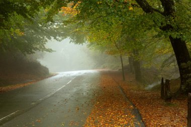 orman yolu