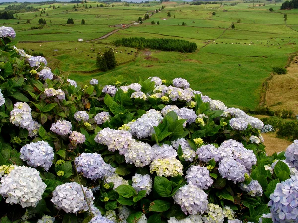 Azorerna blommor — Stockfoto