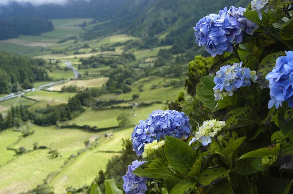 Азорские цветы — стоковое фото