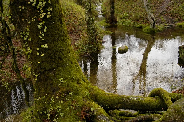 Las rzeka w północnej części Portugalii — Zdjęcie stockowe