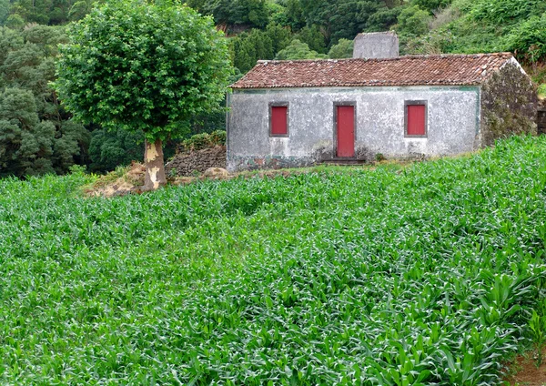 Casa de campo azores — Foto de Stock