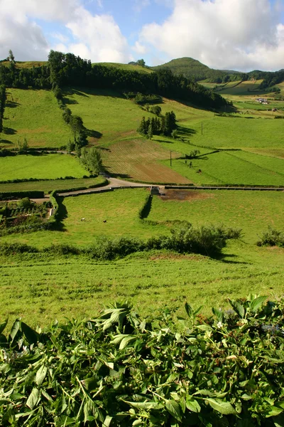 Azores fields — Stock Photo, Image