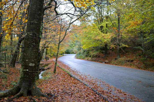 Camino forestal — Foto de Stock