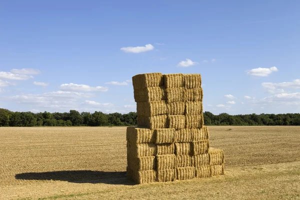 Briquettes of dry hay in a field — Stock Photo, Image