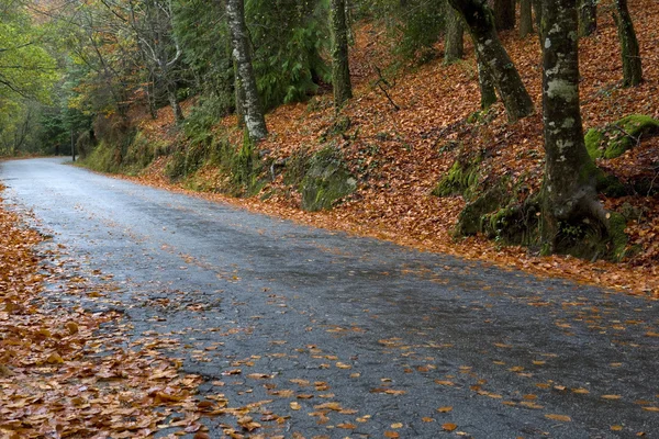 Road forest — Zdjęcie stockowe