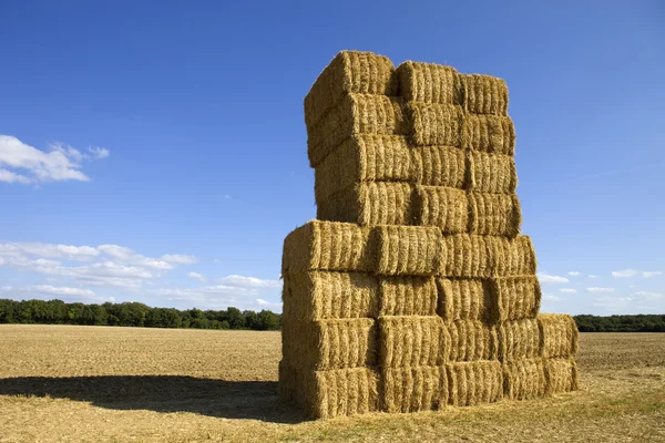 Dry hay — Stock Photo, Image